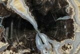 Petrified Wood (Schinoxylon) Round - Blue Forest, Wyoming #335012-1